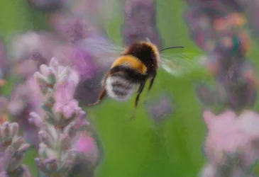 Biene im Lavendel, 2018